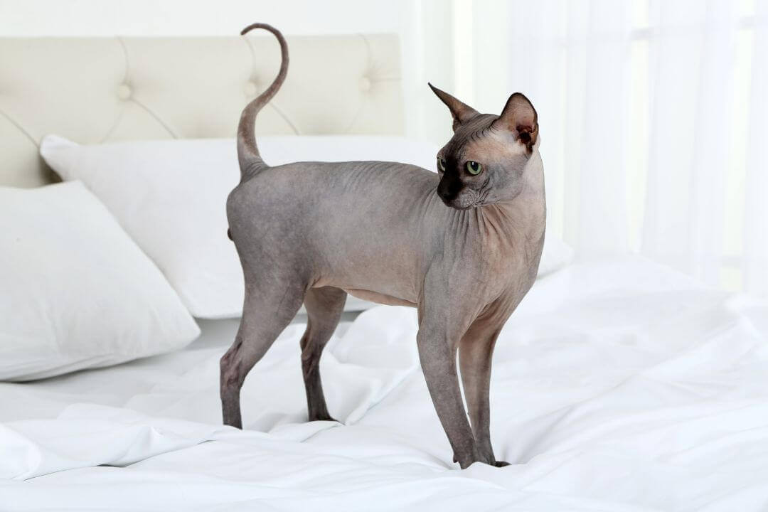 Desentrañando el Misterio del Gato Esfinge, Todo lo que Necesitas Saber (1)