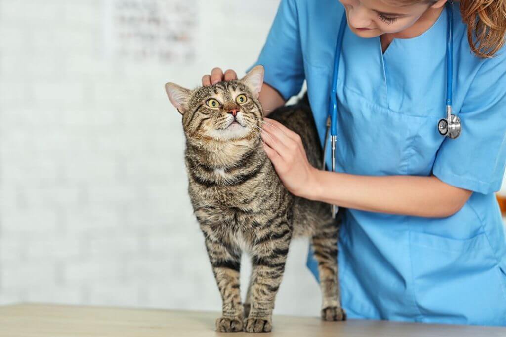 Cuidado de Gatos - Consejos y Recomendaciones para Mantener a tu Felino Saludable y Feliz (1)