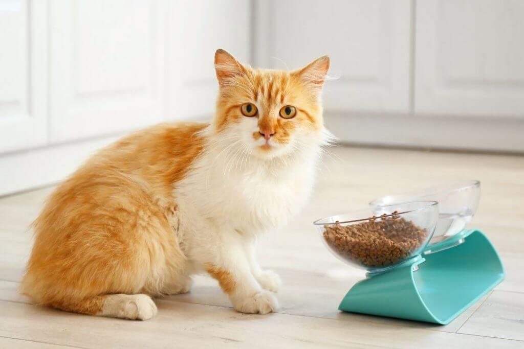 Cuidado de Gatos - Consejos y Recomendaciones para Mantener a tu Felino Saludable y Feliz (2)
